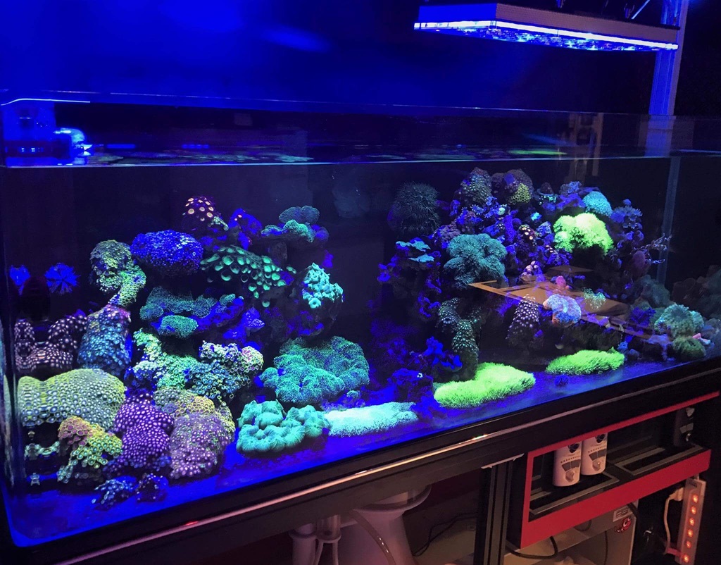 LED Aquarium lighting Orphek Atlantik88.jpg