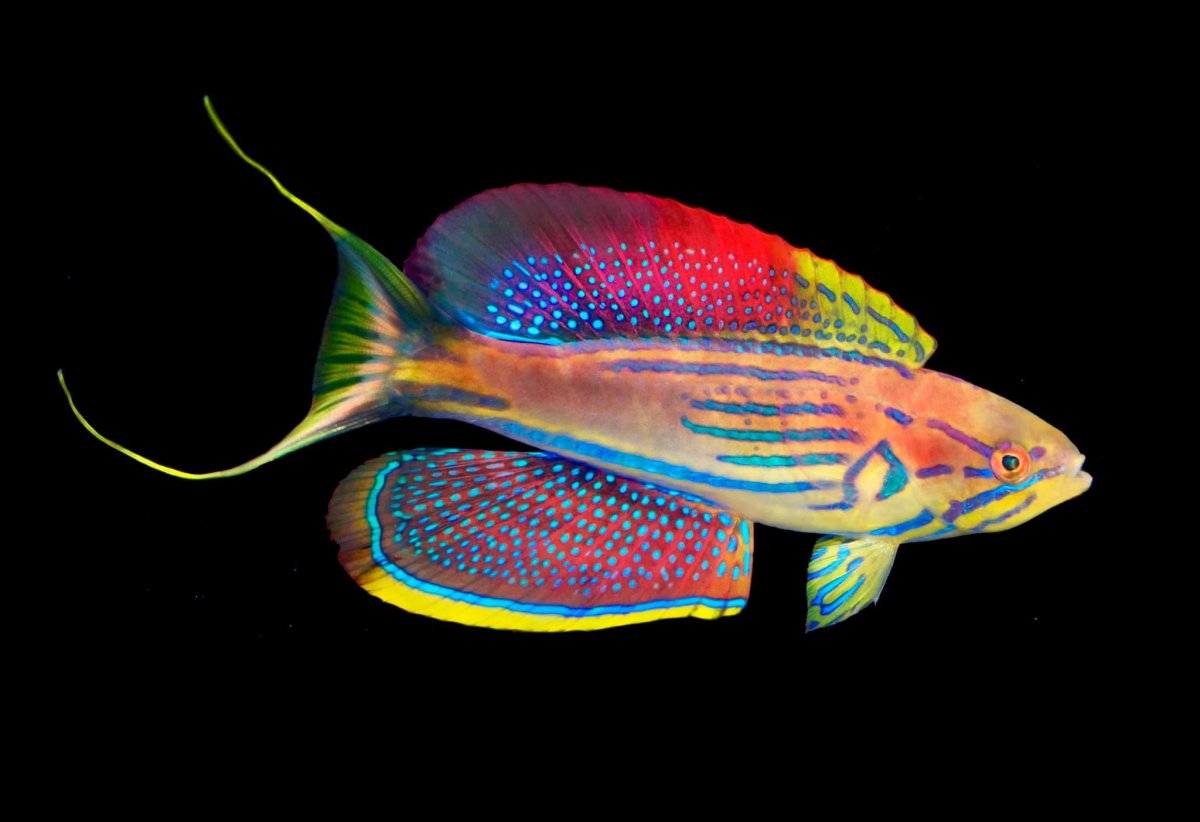 Lemon Tyk_MadagascarWrasse.jpeg