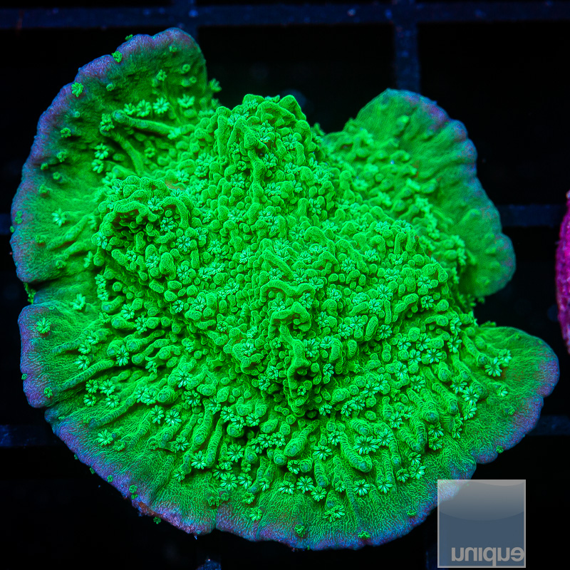 Leng Sy Montipora 59 35.JPG