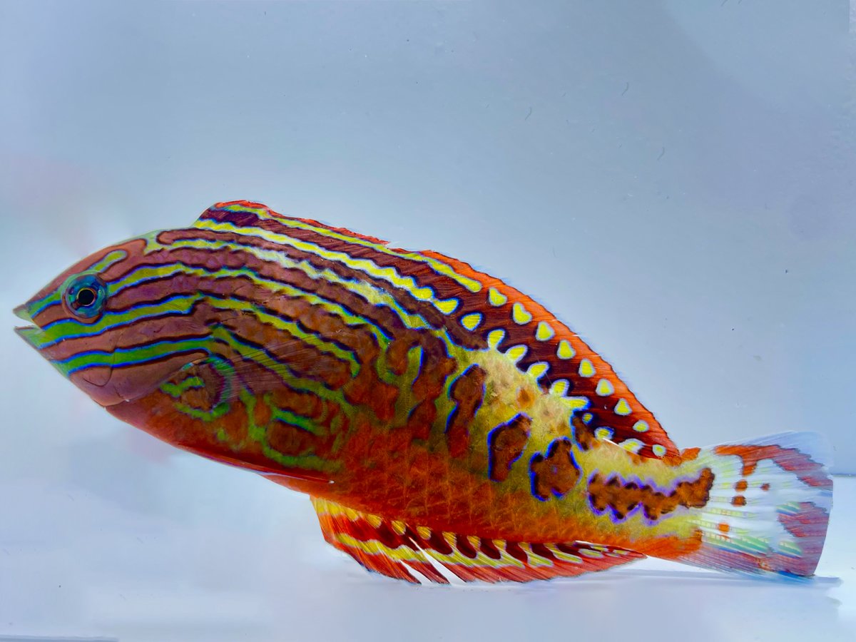 Leopard Wrasse Male.jpg