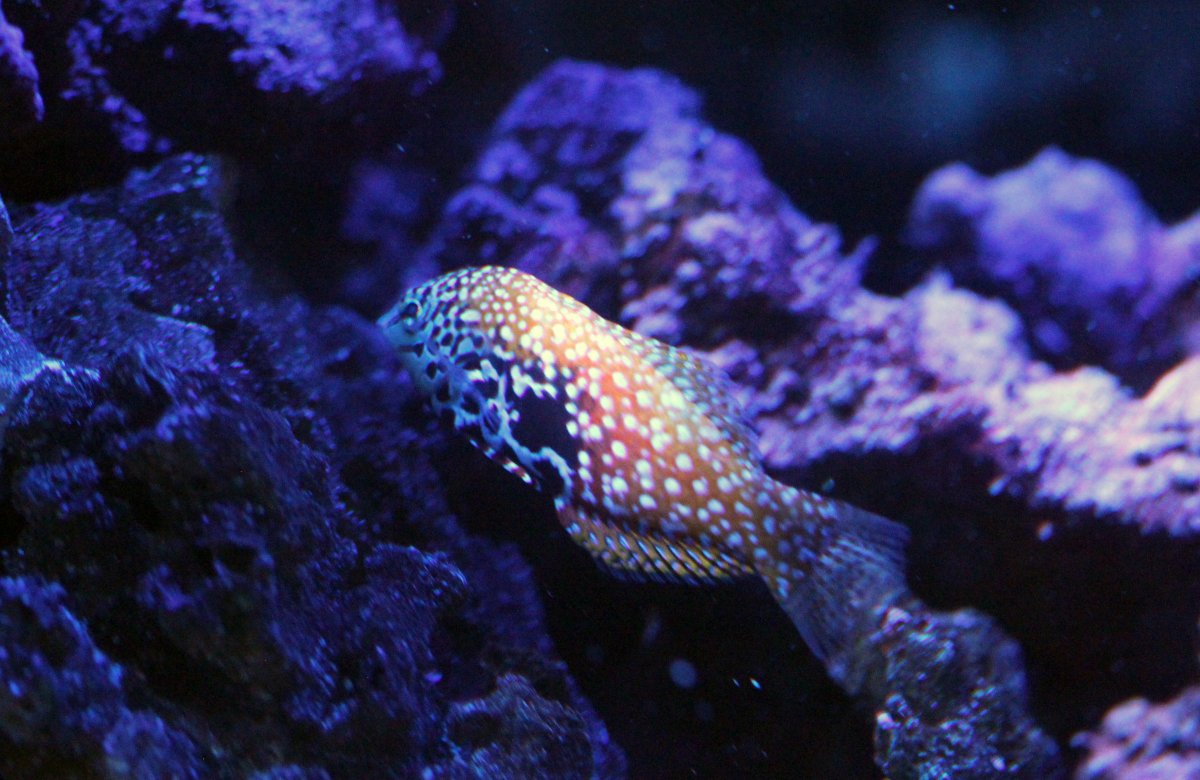 LeopardWrasse.jpg