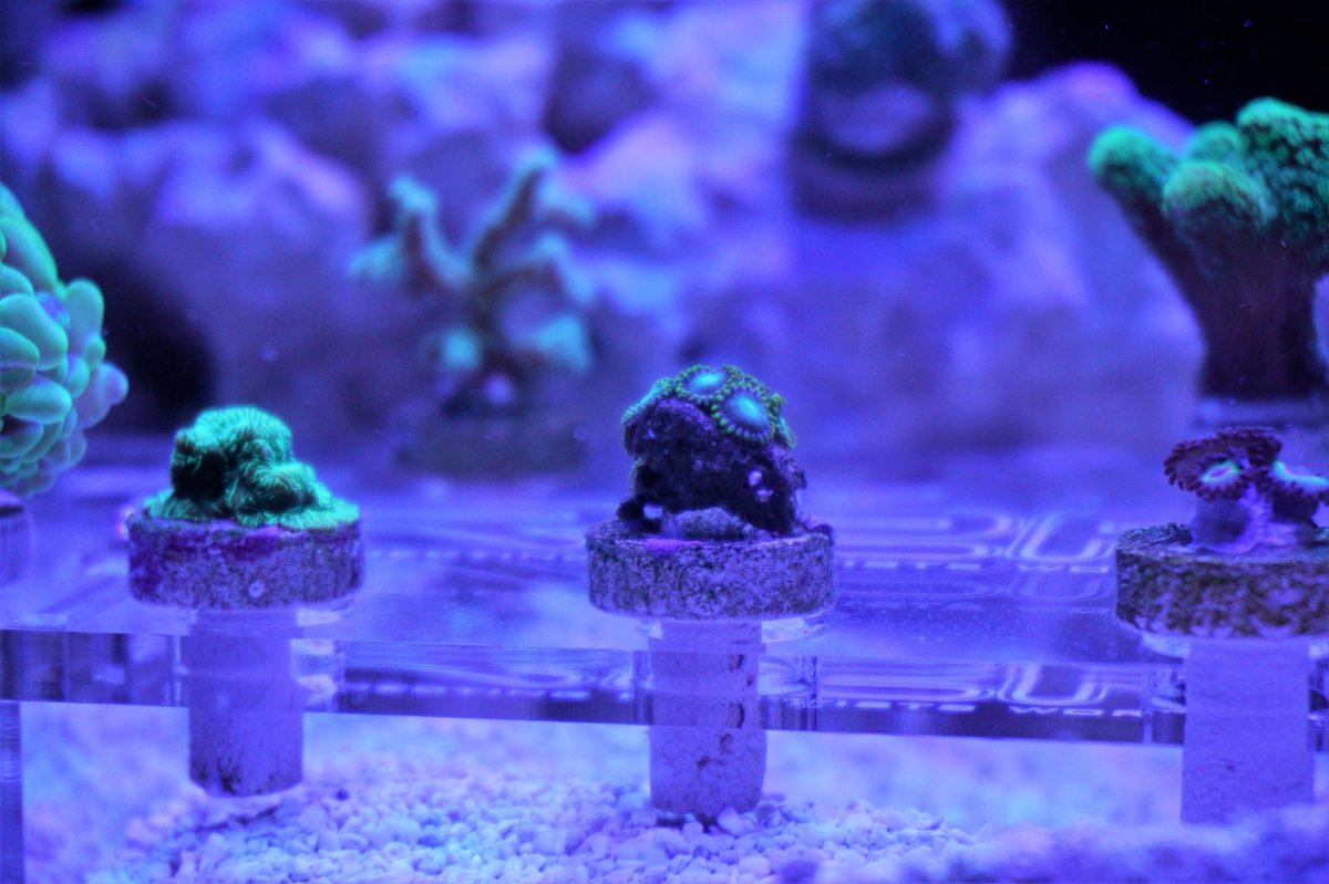 lepto and zoa frag 2 small.JPG