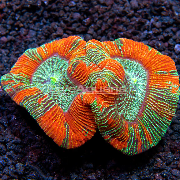 lg-091019-059 Australian Open Brain Coral.jpg