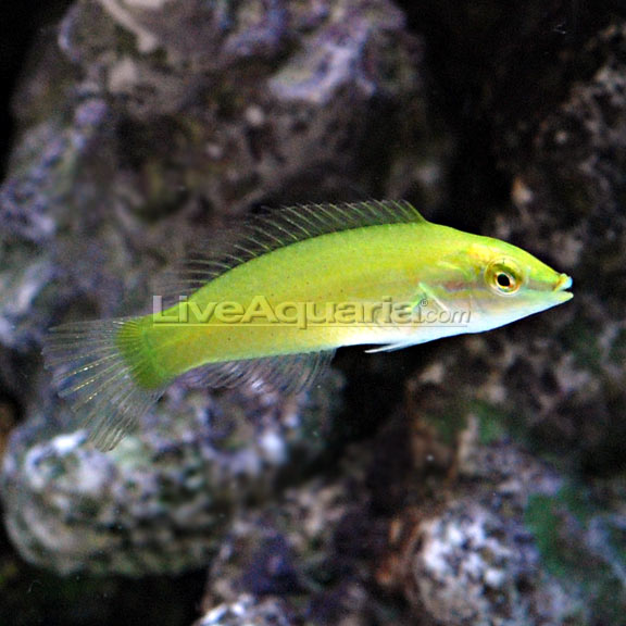 lg-39346-green-wrasse.jpg