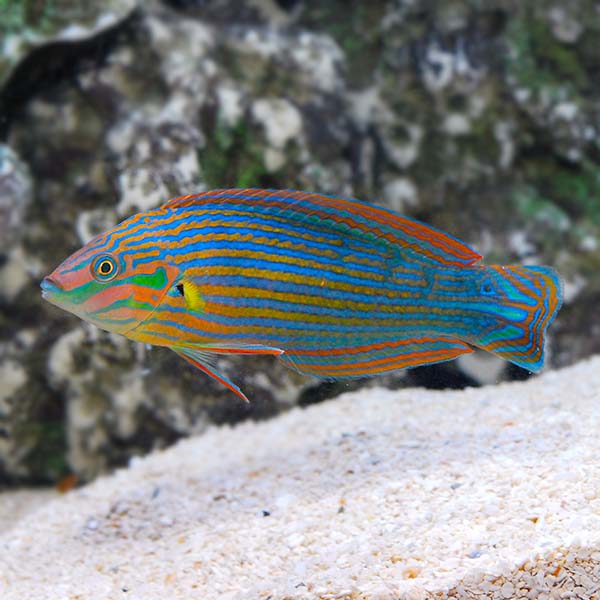 lg-39358_Melanurus Wrasse_Male.jpg