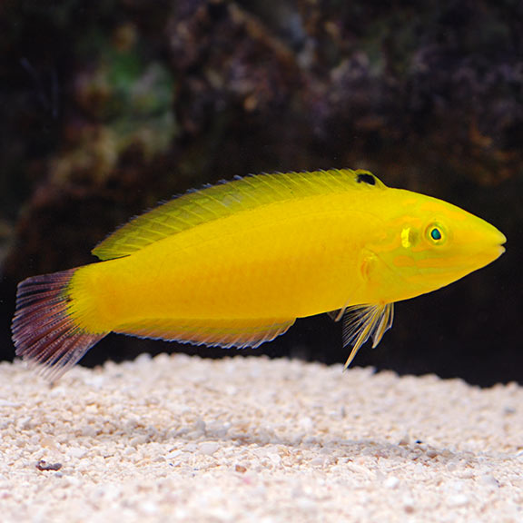 lg76385YellowWrasse.jpg