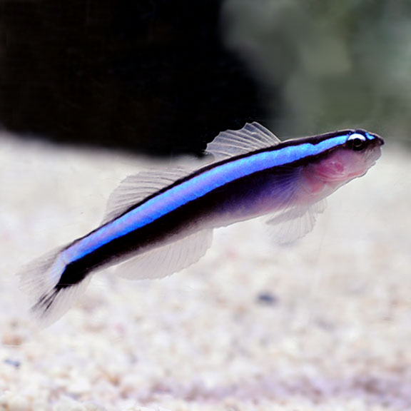 lg91973NeonGoby.jpg