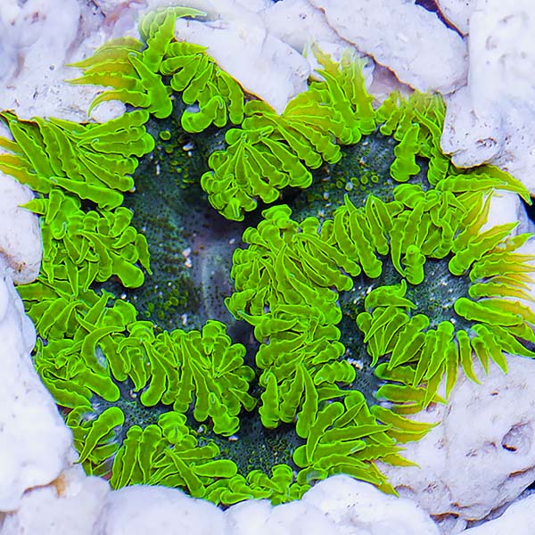 lg_101743_Rock_Flower_Anemone_Green.jpg