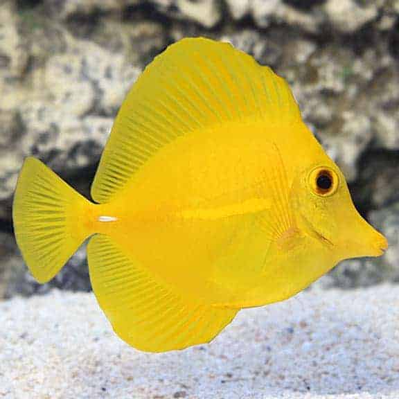 lg_74760_YellowTang.jpg