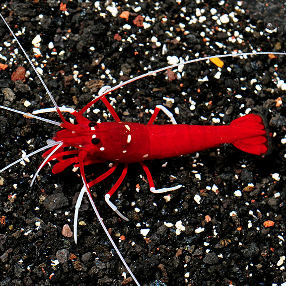 lg_78041_Blood_Red_Fire_Shrimp.jpg