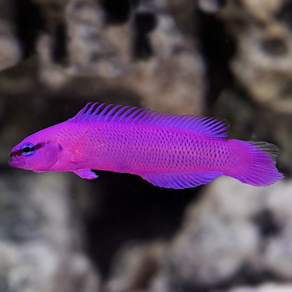 lg_90003_OrchidDottyback.jpg