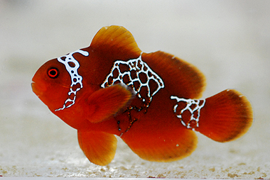 lightning-maroon-clownfish-PNG-0-1.jpg