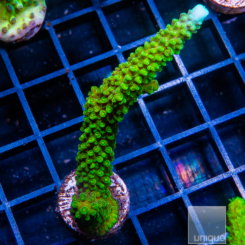 Lime in the Sky Acropora 69 36.JPG