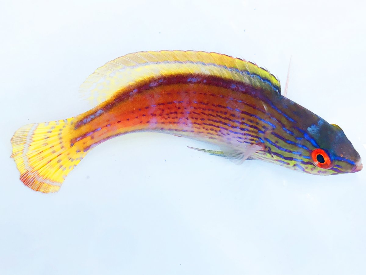 Lineatus Male.jpg