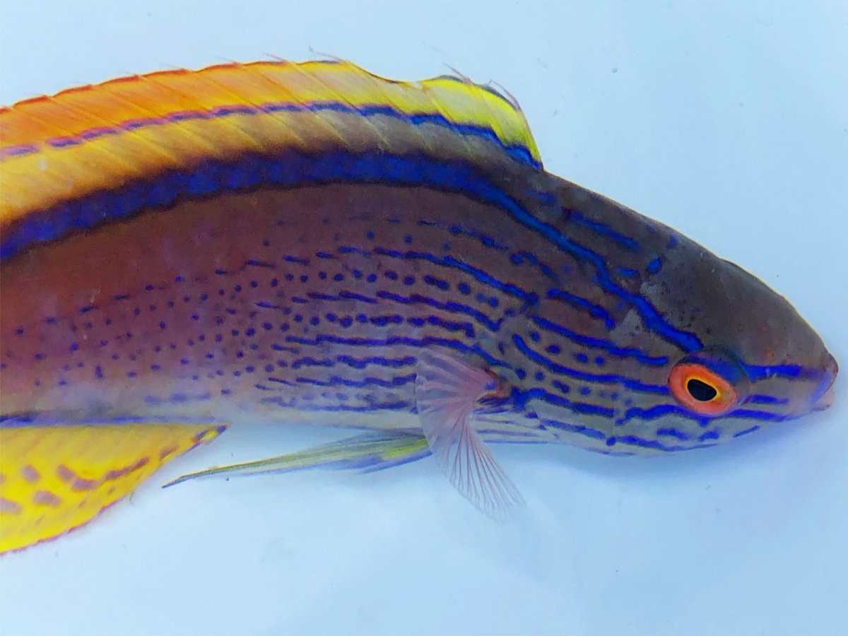 Lineatus Wrasse 2.jpg