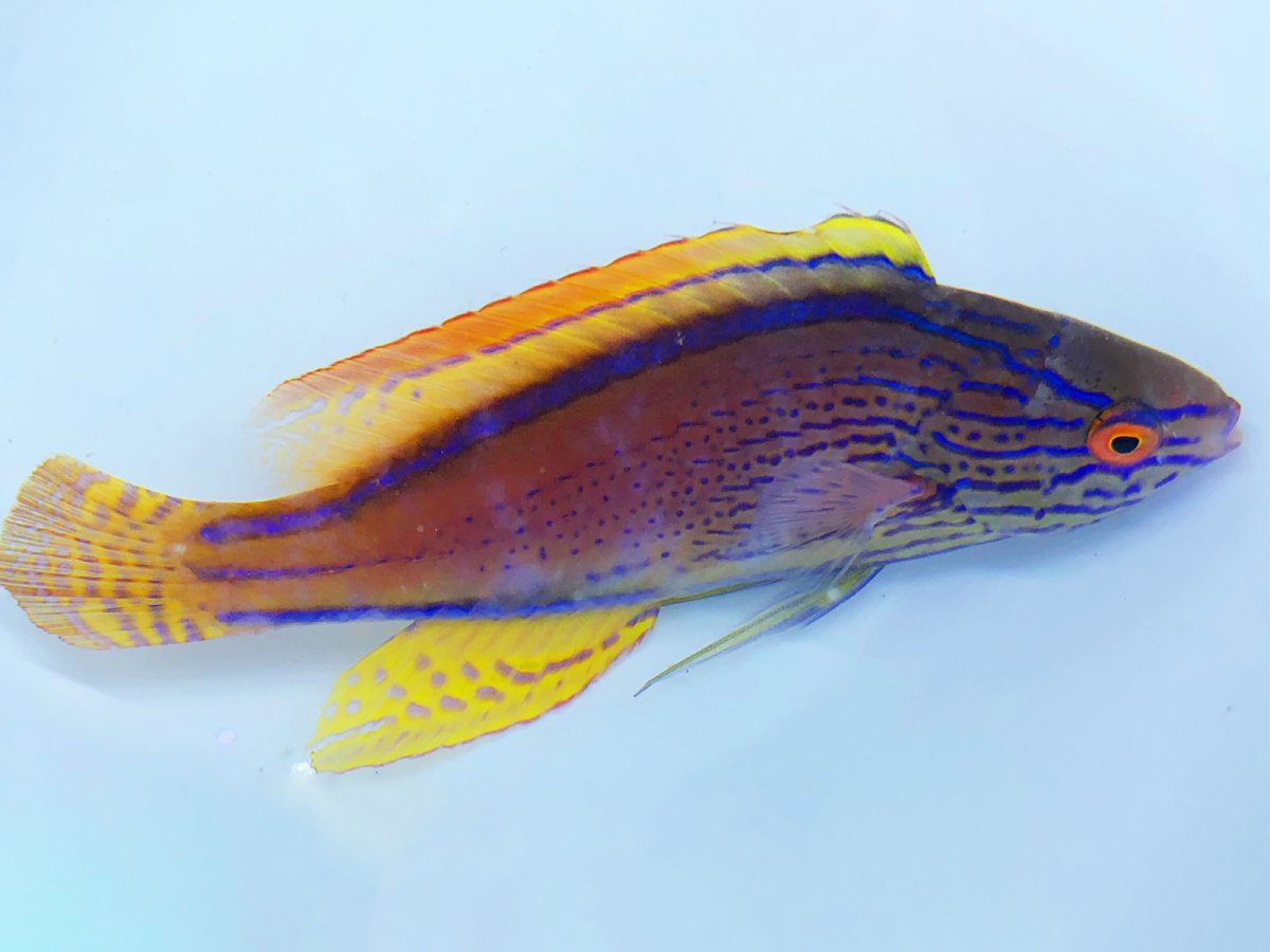 Lineatus Wrasse 3.jpg