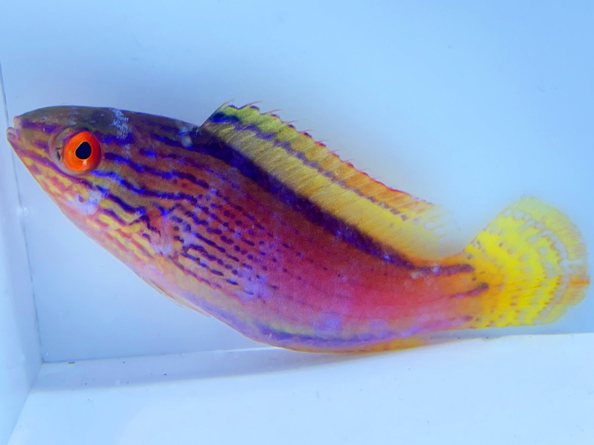 Lineatus Wrasse Female.jpg