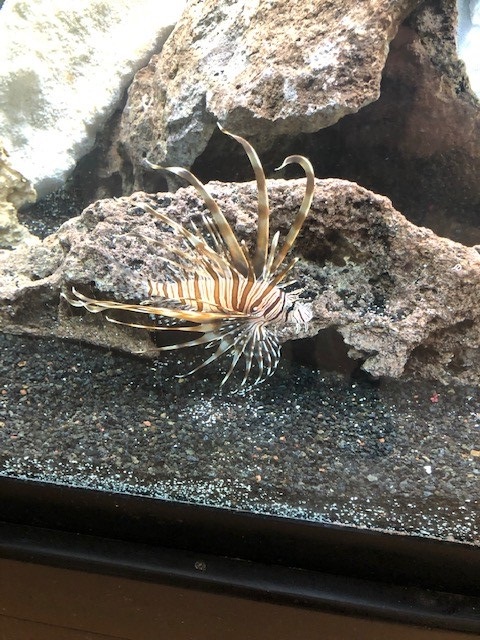 Lionfish.jpg