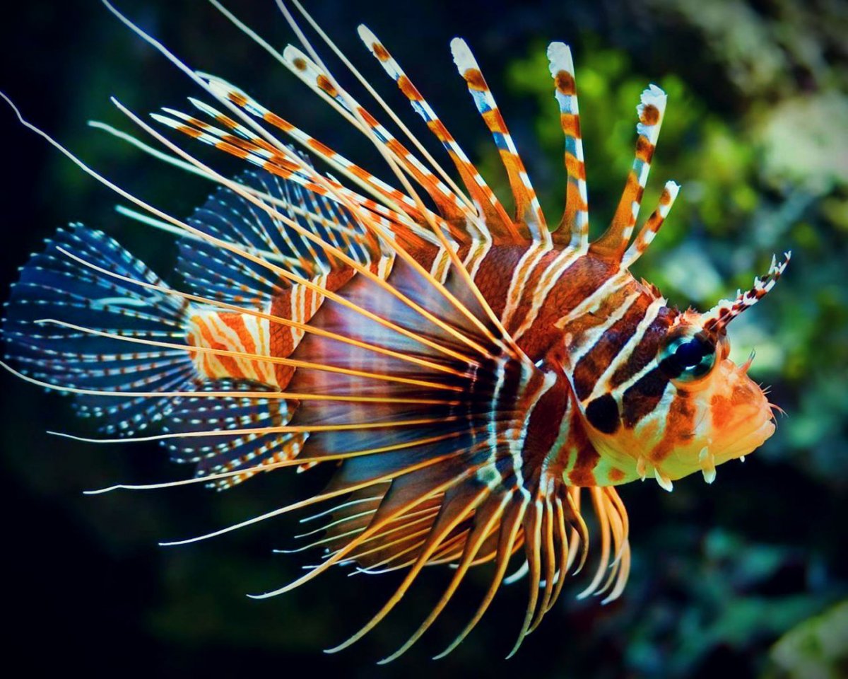 lionfish1.jpg