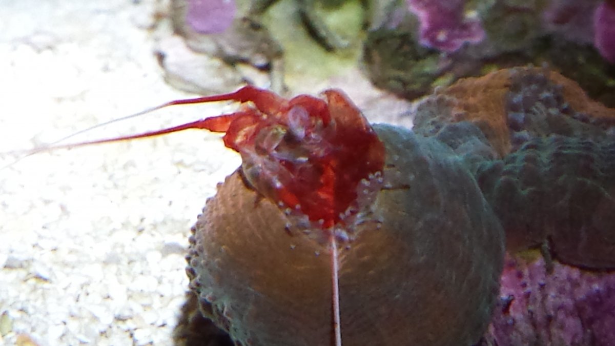 Lobo eats shrimp molt.jpg