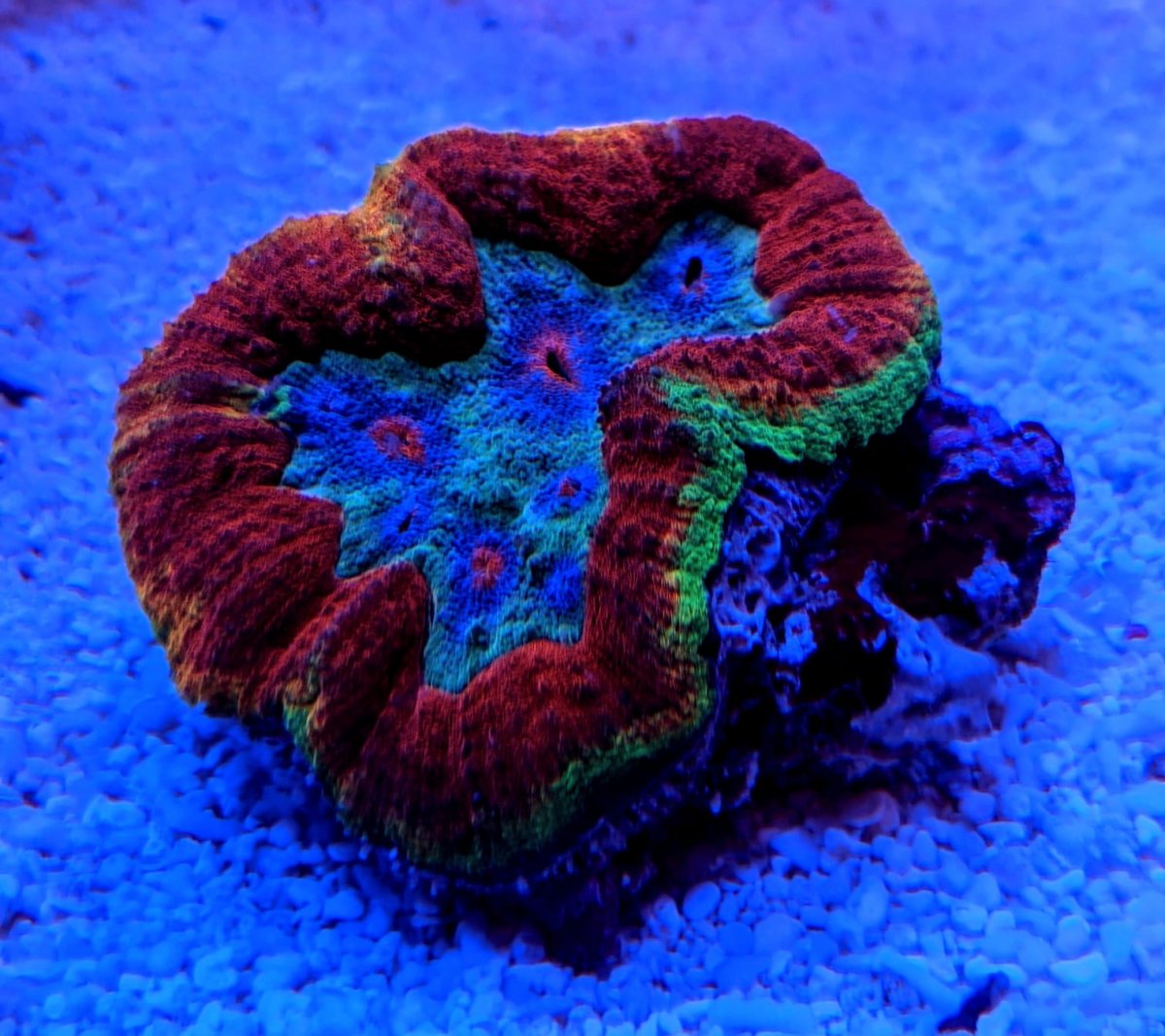 Lobophyllia.jpg