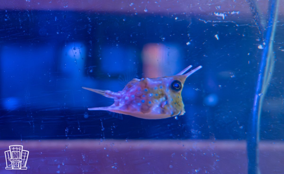 Longhorn Cowfish-2.jpg