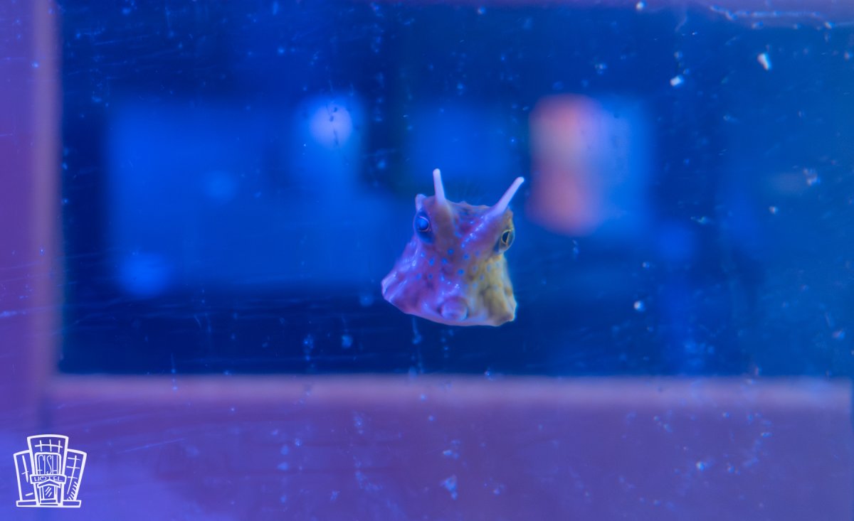 Longhorn Cowfish.jpg