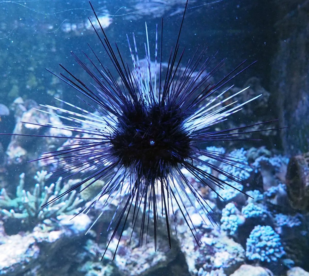 LongSpineUrchin2020032301.jpg