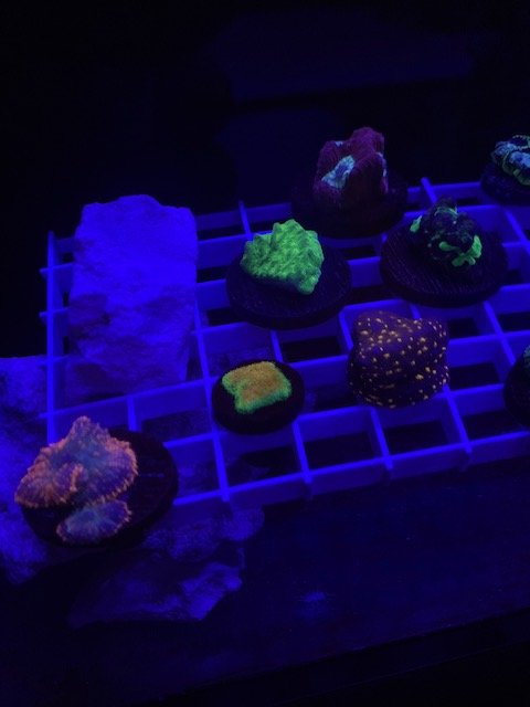 LRO Live Spring Sale - Corals 1 - 3.10.21.jpg