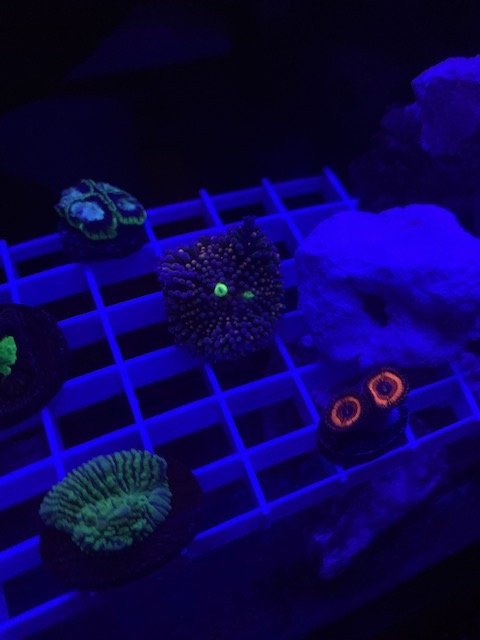 LRO Live Spring Sale - Corals 2 - 3.10.21.jpg