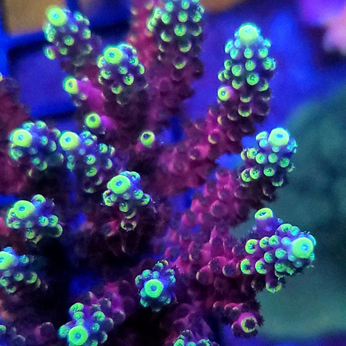 LRO lunar lemonade acropora.jpg