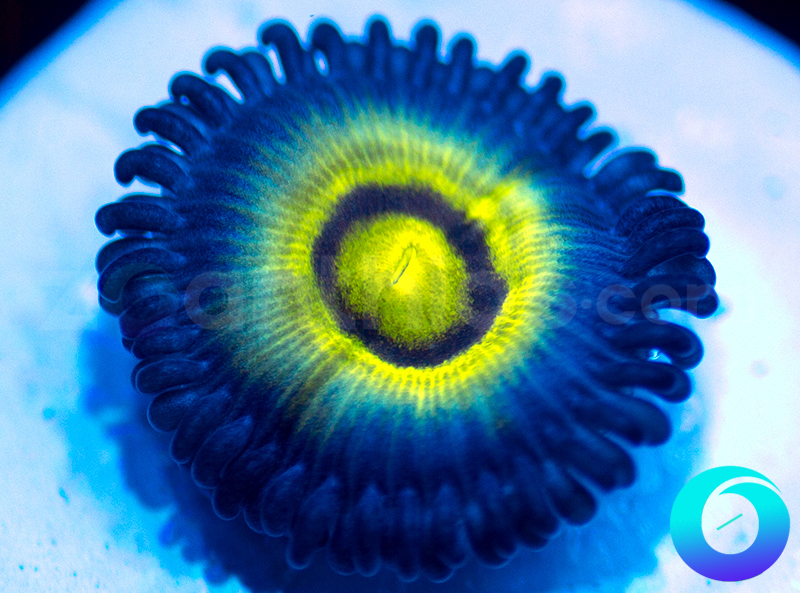 LS-257-Outcast-zoa-C183.jpg