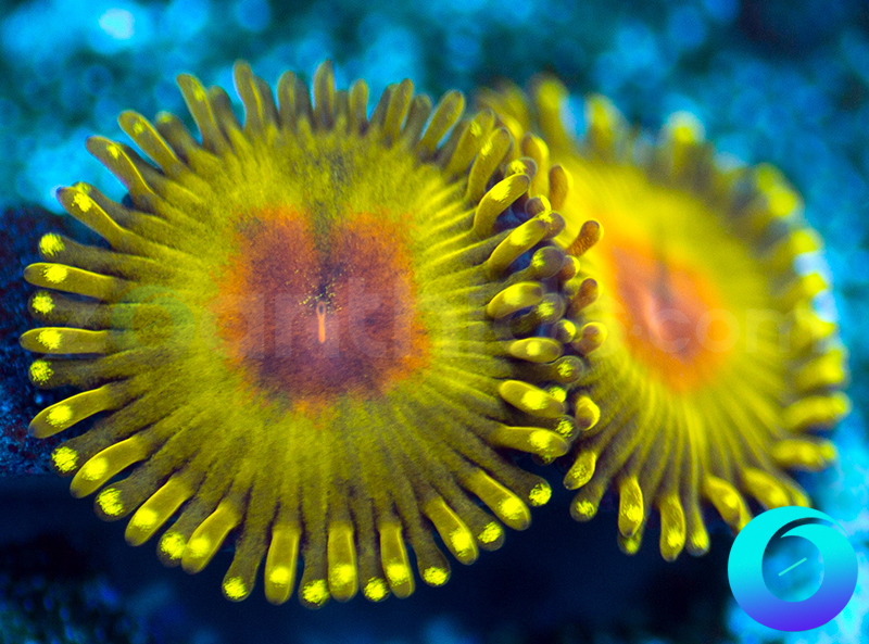 LS-272-WWC-Golden-Gods-zoa-C199.jpg