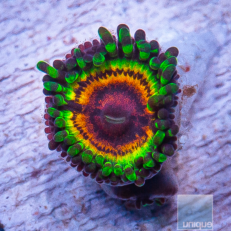 LSOH Zoanthid 249 189.JPG