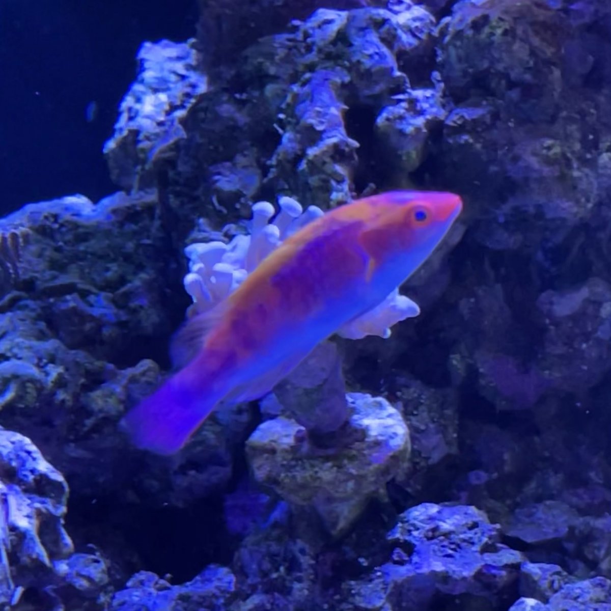 lubbock's fairy wrasse.jpg