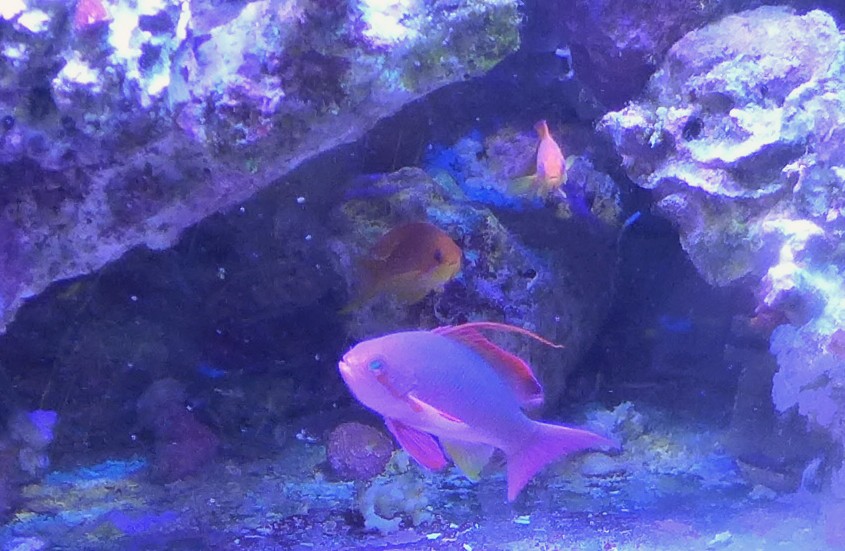 Lyrtail Anthias School.JPG