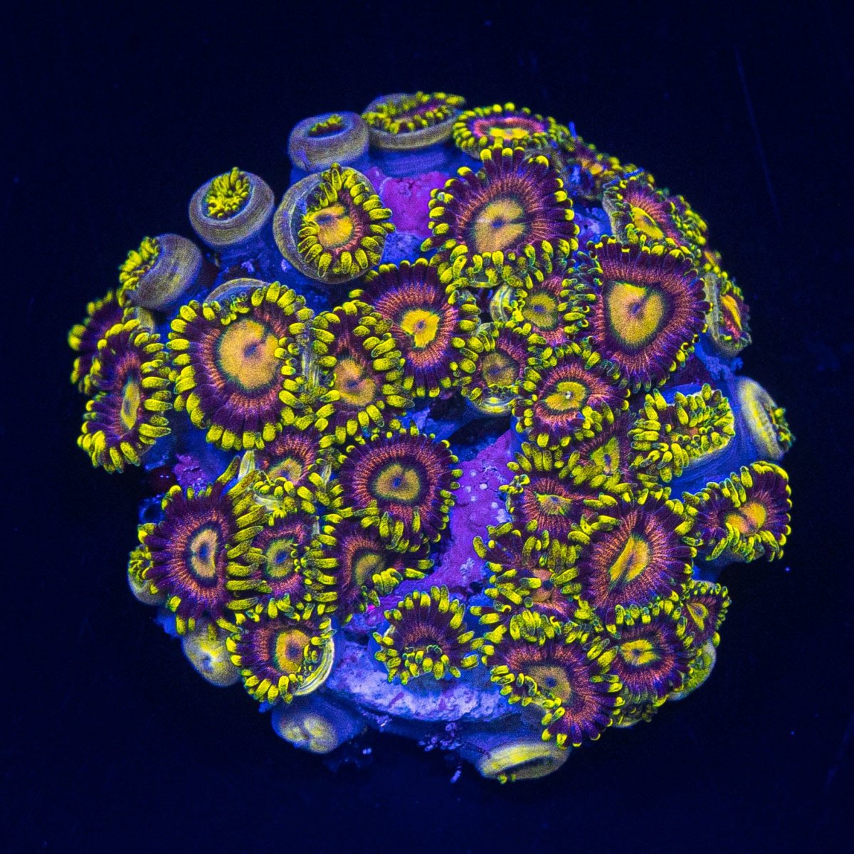 mad hatter zoas LRO.jpg