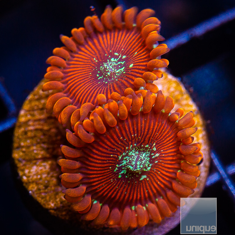 Magician Zoanthid 29 18.JPG