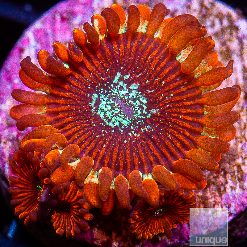 Magician Zoanthid 45 21.JPG