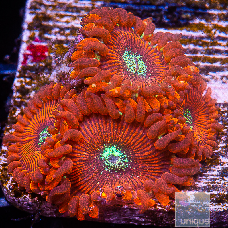 Magician Zoanthid 59 26.JPG