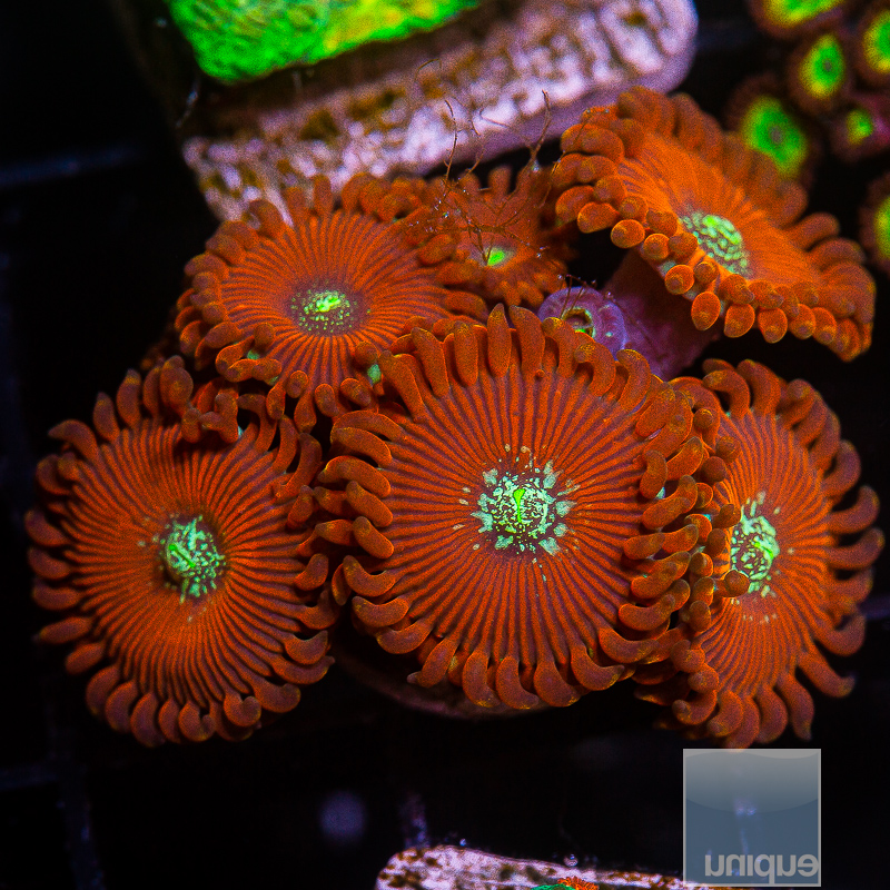 Magician Zoanthid 89 36.JPG