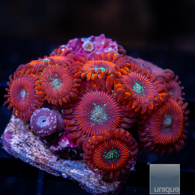 Magician Zoanthid 89 56.JPG