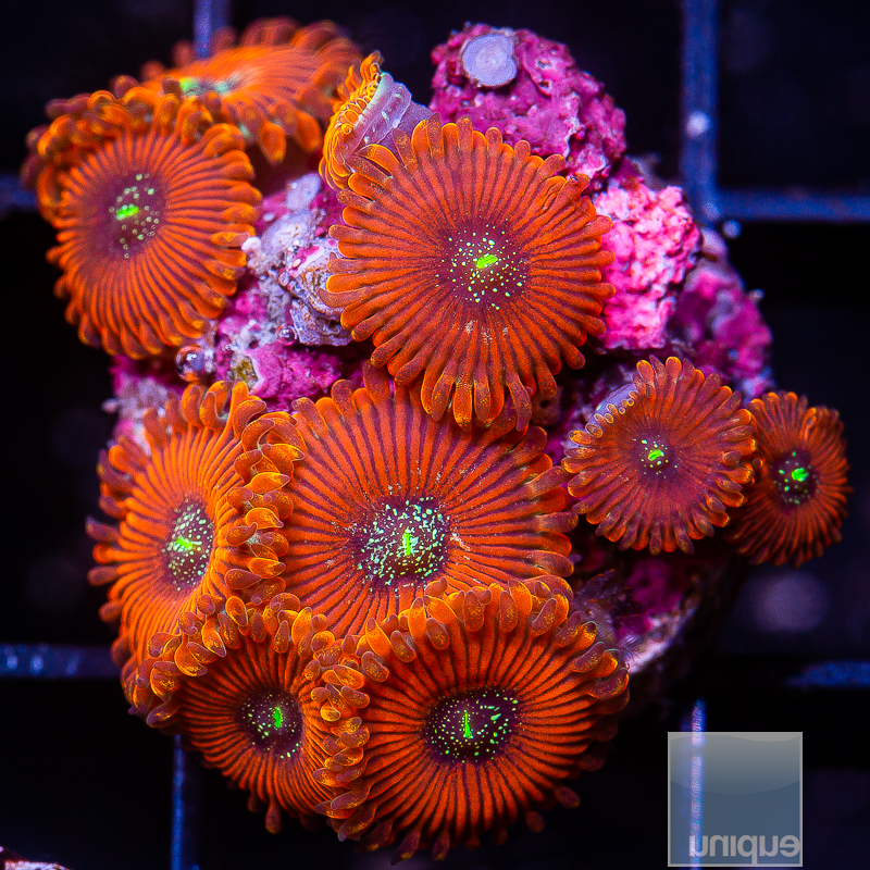 Magician Zoanthids 105 62.JPG