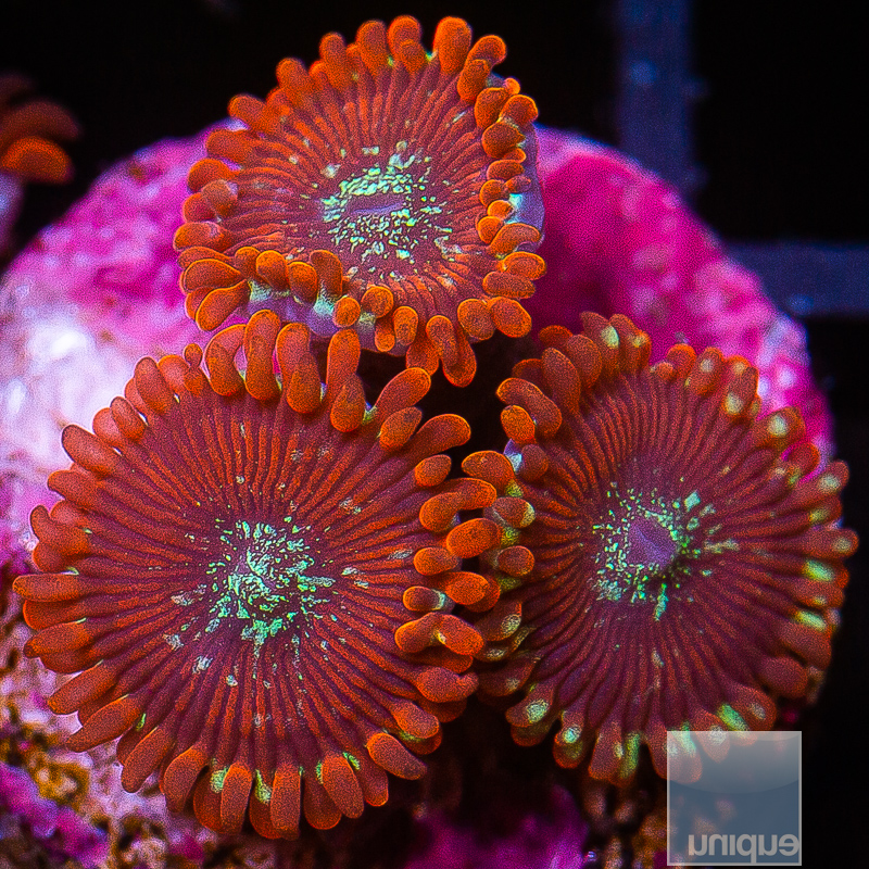 Magician Zoanthids 45 18.JPG