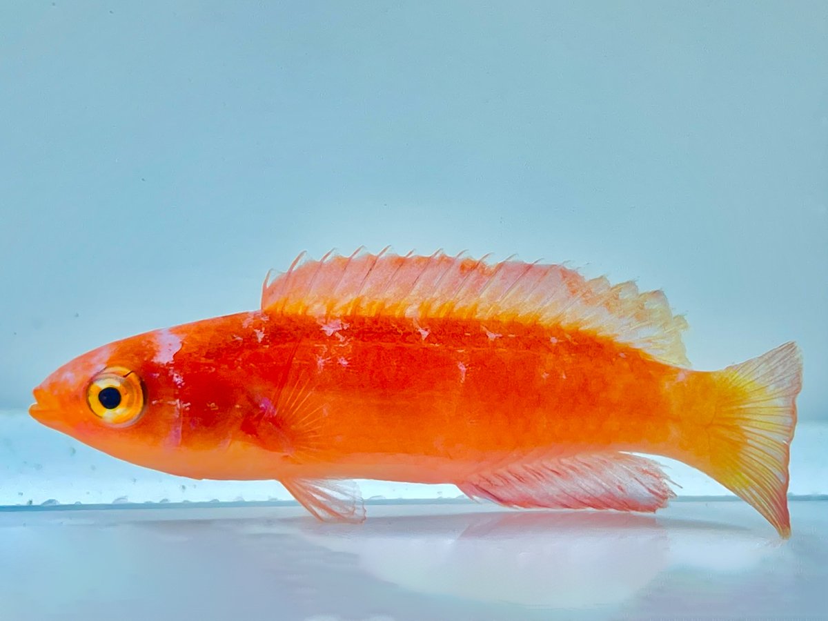 Magma Wrasse 1.jpg