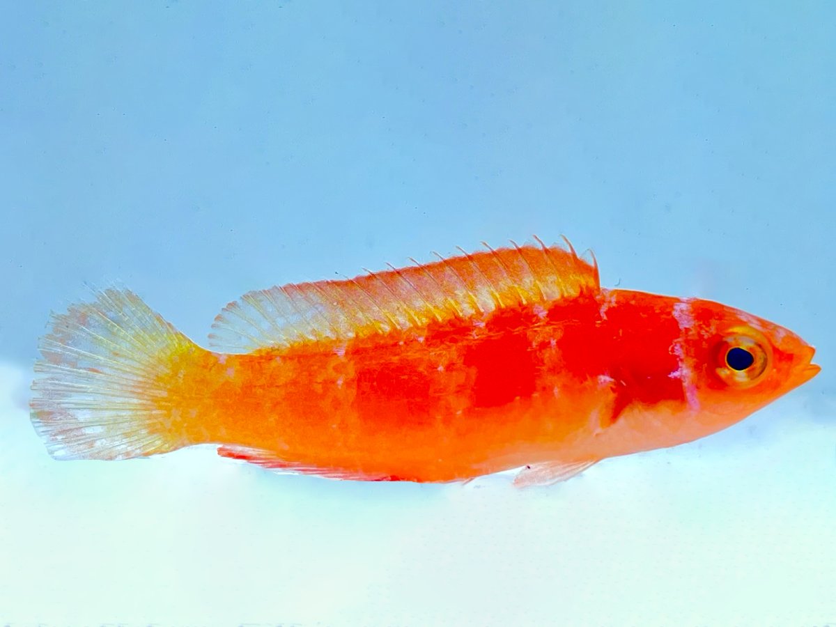 Magma Wrasse 3.jpg