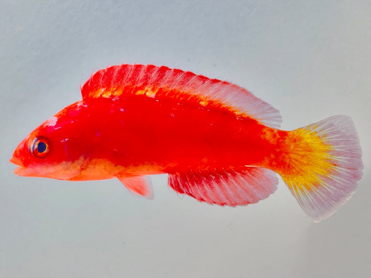 Magma Wrasse.jpg