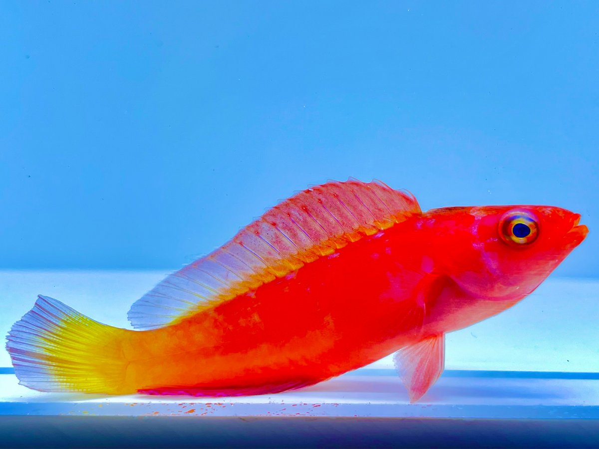 Magma Wrasse Male.jpg