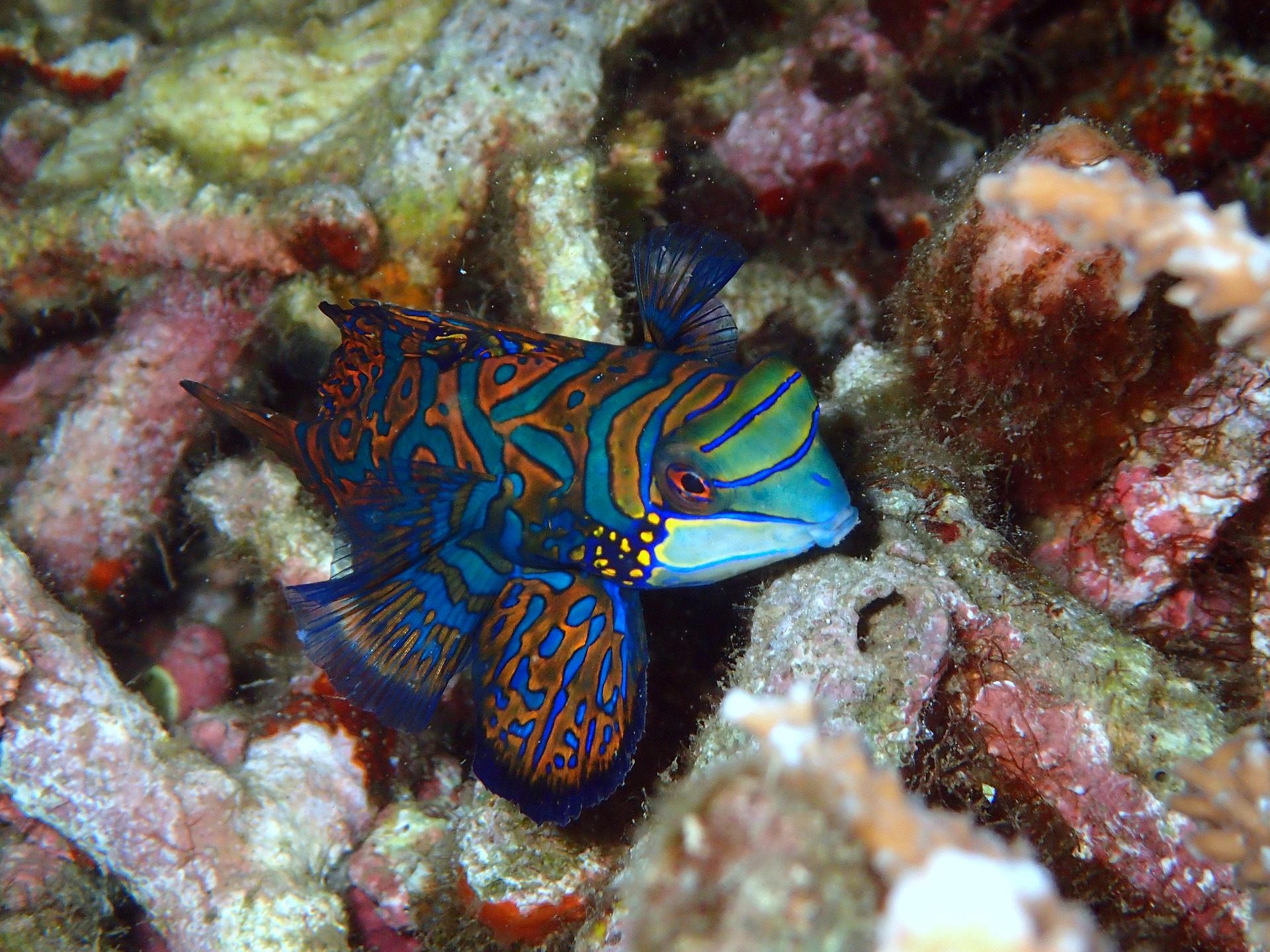 mandarinfish-2336895_1920.jpg