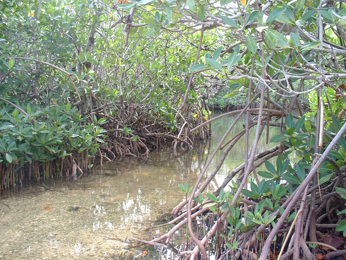 mangrove1.jpg